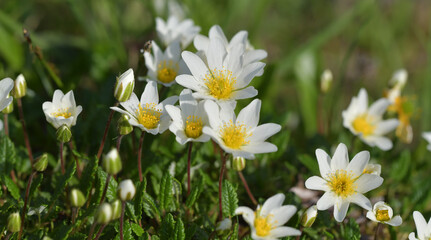 Bergblume Silberwurz