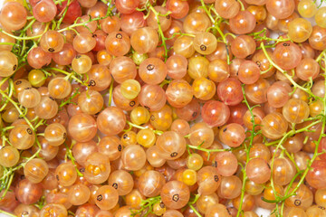 White currant background. Lots of ripe white currants. Delicious berry