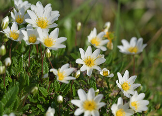 Fototapeta premium Alpenblume Silberwurz
