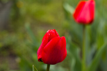 Dew drops on the buds of red tulips, home garden with flowers, country house