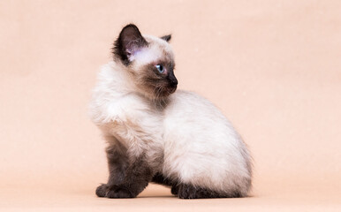 little gray siamese kitten in studio
