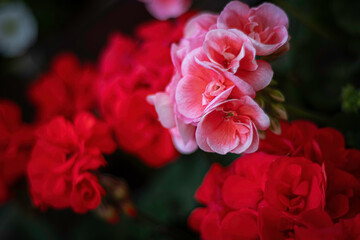 Bright colorful pelargonium flowers. Summer garden plants. Fresh petal closeup. Vibrant flora at home. Selective focus on the details, blurred background.