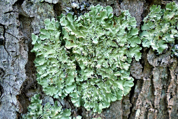 Close up of lichen growing on the trunk of a Maple tree
