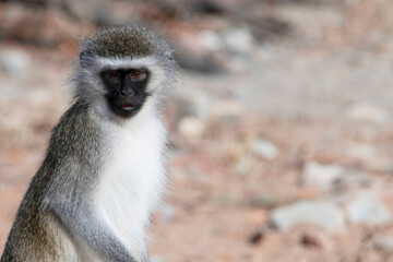Biepedal vervet monkey