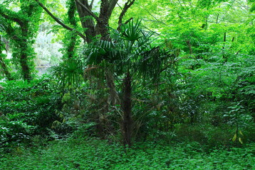 トロピカルな森の中に育つ若いワジュロ（シュロ）の木