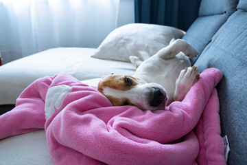 Beagle dog taking a nap on sofa on pink baby blanket. Dog background