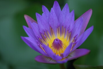garden, flower, nature, lotus, plant, natural, lake, water, nymphaea, pond, closeup, floating,...