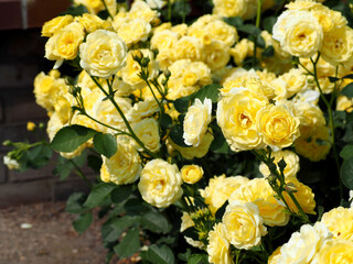 many yellow roses grow in the park on a summer sunny day