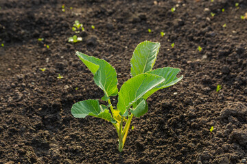 Green sprout of cabbage in organic soil. Seedlings of cabbage against the background of the soil