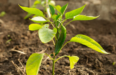 Pepper sprout with small green chili peppers outdoors. Growing vegetables in the garden. Home hobby