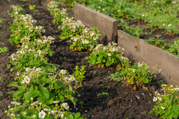 The strawberry plant blooms with white flowers in the spring or summer in the garden. Rows of flowering bushes of strawberries in the garden