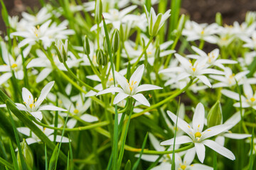 Wintergreen asterisk, arctic starflower, white flower close-up in forest, selective focus