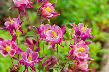 Beautiful wild flower pink columbine. Canadian columbine or aquilegia. Columbine in garden