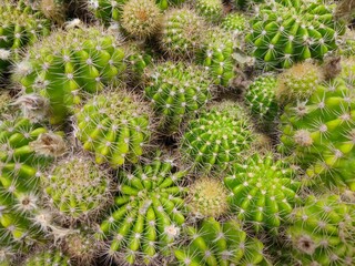 cactus in the garden