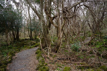 a dreary autumn forest with vines and bare trees