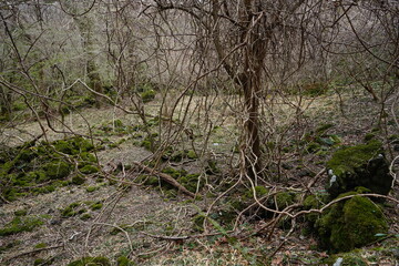 a dreary autumn forest with vines and bare trees