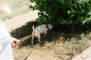 Dog for a walk. Jack Russell Terrier sniffing bushes outdoors. Owner holding her pet on a leash, cropped image. Selective focus on the dog.