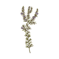 Rosemary branch drawing, green herb plant with blooming flowers