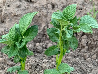 Green foliage of potatoes in the garden close-up. Garden and vegetable garden concept.