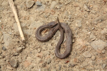 Żmija zygzakowata, Vipera berus, European viper