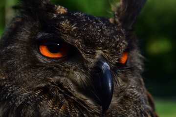 Uhu, Bubo bubo, Nahaufnahme mit orangenen Augen und schwarzem Schnabel, typische Uhu Ohren	
