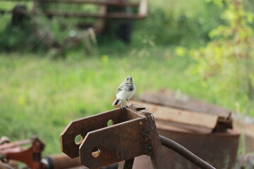 wagtail chick learns to fly