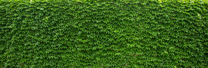 Green ivy wall. Texture or background. A lot of leaves.