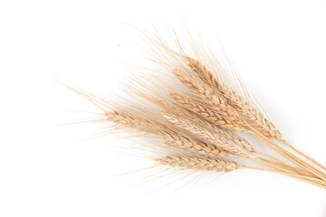 spikelets of wheat on a white background