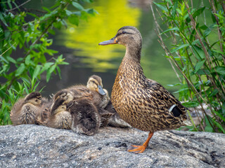 mallard duck female with babies