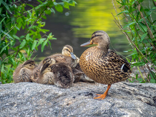 mallard duck female with babies