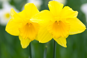 beautiful two yellow daffodil on