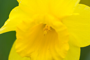 beautiful two yellow daffodil on