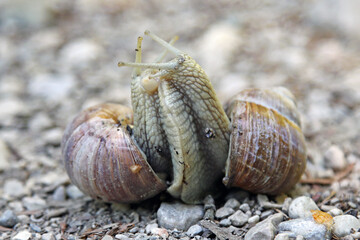 Schneckenliebe