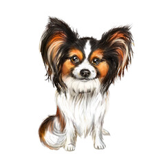 Papillon dogs watercolor illustration. Dog with long hair, long hair on the ears, companion dog 
