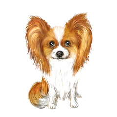 Papillon dogs watercolor illustration. Dog with long hair, long hair on the ears, companion dog 
