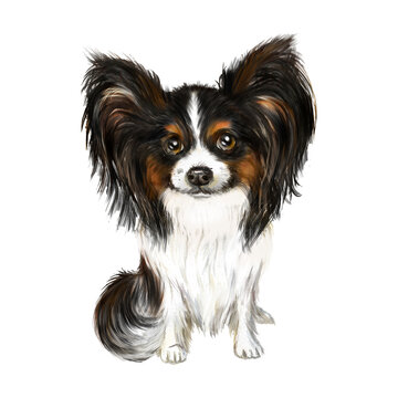 Papillon dogs watercolor illustration. Dog with long hair, long hair on the ears, companion dog 
