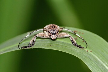 longhorn beetle basking in the sunshine
