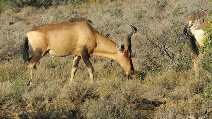 Red hartebeest bull grazing