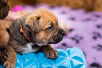 Staffordshire bull terrier, wonderful puppies from professional breeding of purebred dogs in Poland.