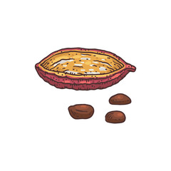 Cocoa bean drawing - empty chocolate plant shell with extracted seeds