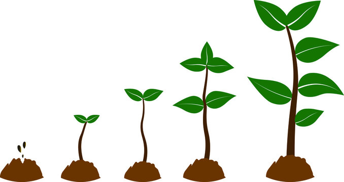 Growing Tree Animation Images – Browse 4,098 Stock Photos, Vectors, and Video | Adobe Stock Growing Tree Animation Images – Browse 4,098 Stock Photos, Vectors, and Video | Adobe Stock
