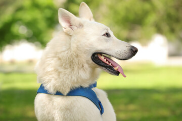 Cute white Swiss Shepherd dog in park