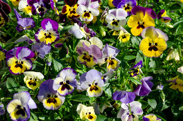 Beautiful viola flowers (pansies) on a flower bed - 441147379