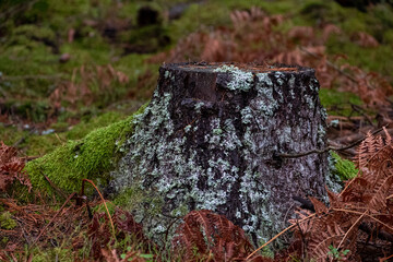 stump in forest