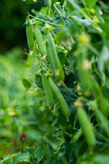 Fototapeta premium green fresh bio pea in garden