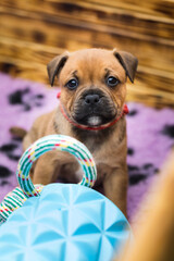 Staffordshire bull terrier, wonderful puppies from professional breeding of purebred dogs in Poland.