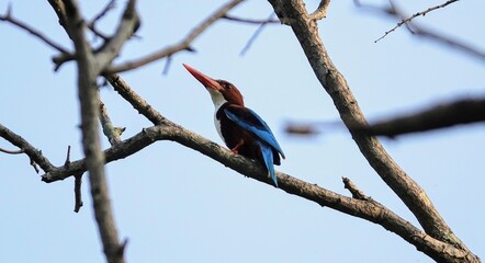 kingfisher on a branch