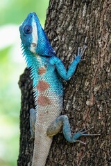 blue crested lizard displaying on tree 