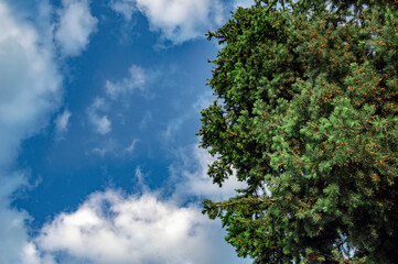 Obraz premium trees and sky clouds 