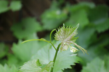Bonn Germany June 2021 Leaves of the young growing vine on the vines against a green background in natural sunlight